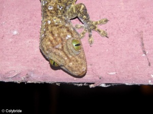 Gecko (20cm)