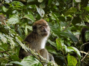 Macaque à longue queue