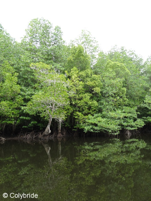 Colybride semaine riche en suprise (4) mangrove longgom kecil