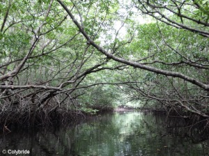 Colybride semaine riche en suprise (5) mangrove longgom kecil