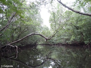Colybride semaine riche en suprises (6) mangrove longgom kecil